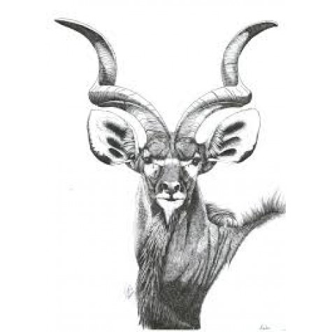 Kudu Carcass R45/kg (Average weight 90kg = R4050.00) Kudu Carcass R45/kg (Average weight 90kg = R4050.00)