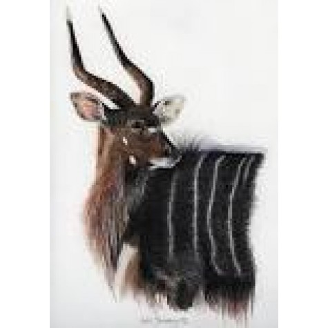 Nyala Carcass R50/Kg (Special) while stock lasts(Average 34kg = R1700.00)