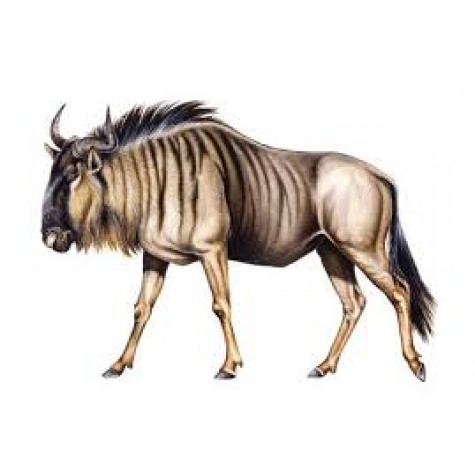 Blue Wildebeest Carcass (Average weight 110 kg = R4950)