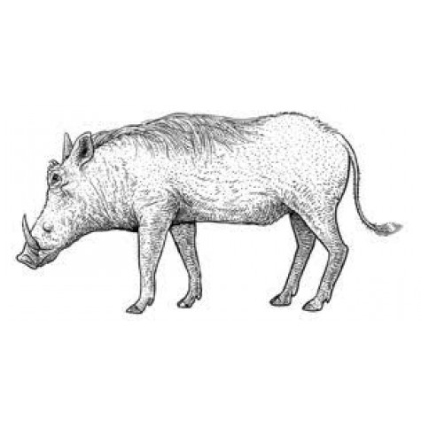 Warthog Carcass R40/kg (Average weight 30kg = R1200) Warthog Carcass R40/kg (Average weight 30kg = R1200)